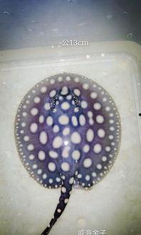 血与甜甜圈,探寻血与甜甜圈的神秘交融